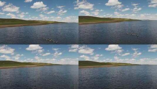 黄河源扎陵湖水鸟高清在线视频素材下载