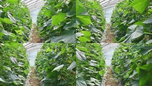 大棚黄瓜种植高清在线视频素材下载
