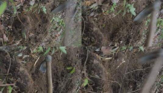 在山里挖竹笋高清在线视频素材下载
