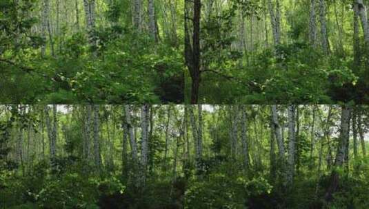 北方桦树林高清在线视频素材下载