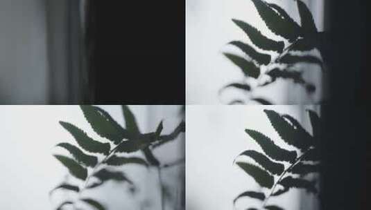 植物阳台蕨类窗帘瓶子根茎杯子高清在线视频素材下载