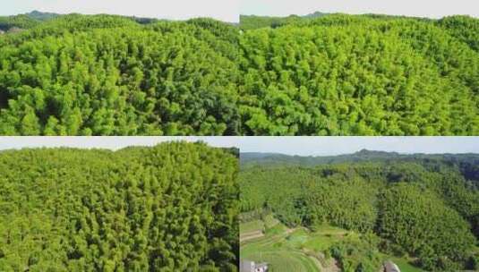 竹海 竹林 竹子 生态 风景 竹叶高清在线视频素材下载