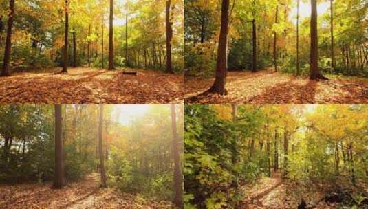 秋季 树林森林红叶黄叶树叶高清在线视频素材下载