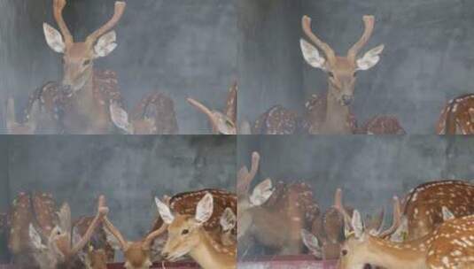 郴州东湖动物园美丽的梅花鹿高清在线视频素材下载
