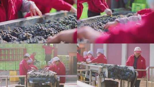 宁夏贺兰山酒庄葡萄酒红酒生产酿酒工艺生产高清在线视频素材下载