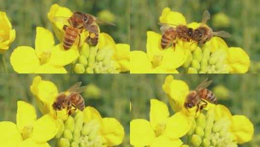 蜜蜂在油菜花上采蜜慢镜头特写高清在线视频素材下载