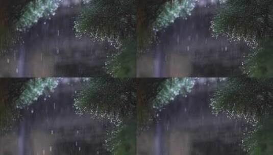 下雨天黑松针叶上的雨露水滴高清在线视频素材下载