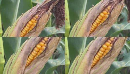 玉米地成熟的玉米特写农业高清在线视频素材下载