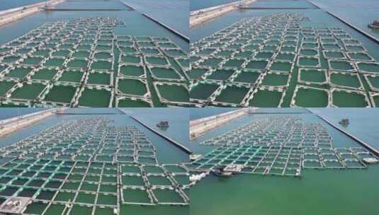 网箱养殖 海水养殖高清在线视频素材下载