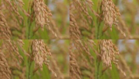 秋天稻田稻子水稻稻穗特写高清在线视频素材下载