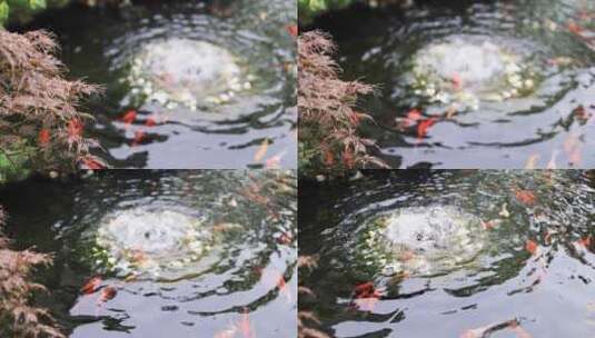 锦鲤在清澈的池塘游泳慢镜头高清在线视频素材下载