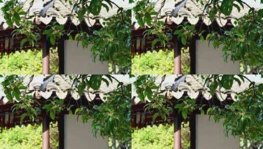 江南园林南京夫子庙瞻园庭院里的桂花树高清在线视频素材下载