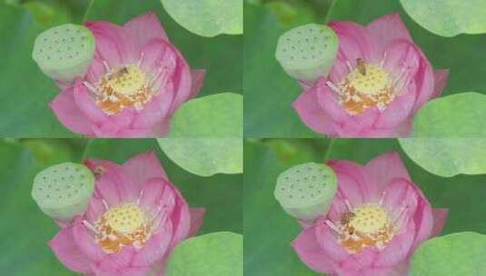 蓬莱仙境：莲花盛开引蜜蜂狂舞，升格特写高清在线视频素材下载