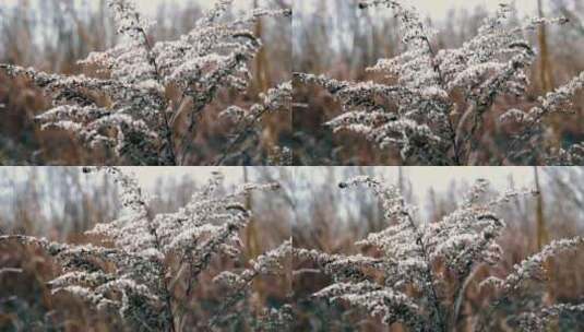 花的特写视频高清在线视频素材下载