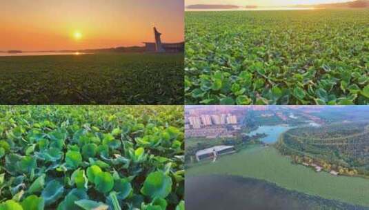 航拍辽宁铁岭莲花湖荷花湿地合集高清在线视频素材下载