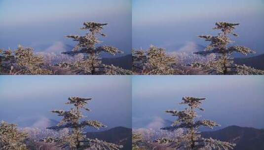 峨眉山 四川 雾凇 冬季 雪景 云海高清在线视频素材下载