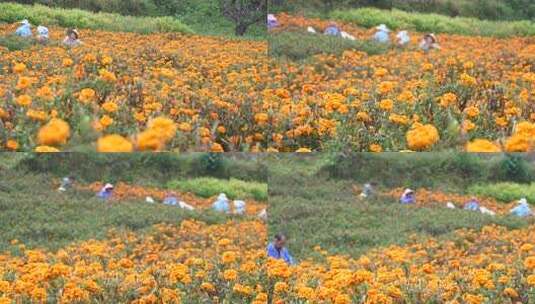 万寿菊种植高清在线视频素材下载