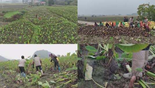 万亩香芋地农业丰收高清在线视频素材下载