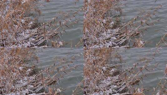 雪后湖水边随风飘荡的芦苇高清在线视频素材下载