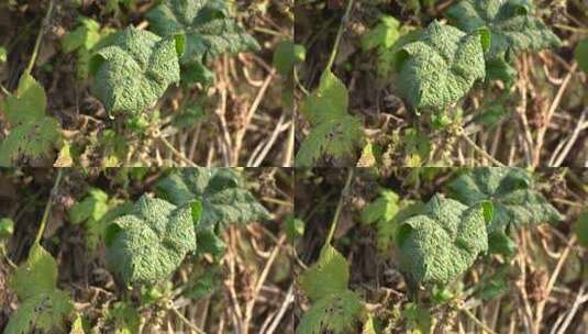 草 野草 植物 漫野 荒草高清在线视频素材下载