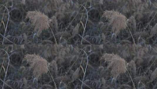 芦苇 禾本科 被子植物 芦苇毛 湿地边高清在线视频素材下载