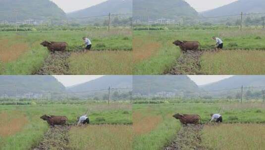 牛在田间耕地的场景 牛犁田高清在线视频素材下载