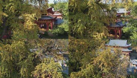 秋日的芜湖浮山寺古银杏风光高清在线视频素材下载