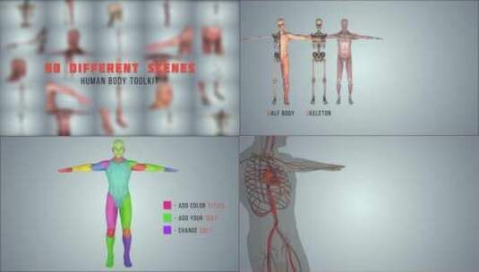 全屏大型人体工具包AE模板高清AE视频素材下载