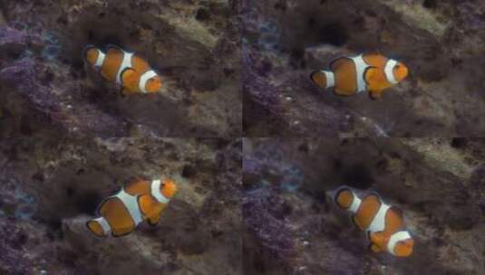 海底的鱼类高清在线视频素材下载