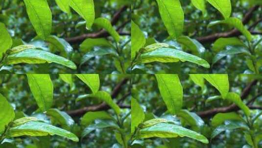 雨水浇湿树叶高清在线视频素材下载