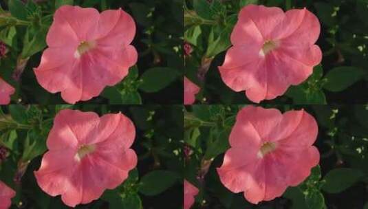 一朵美丽的粉红色花高清在线视频素材下载