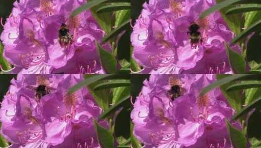 蜜蜂授粉高清在线视频素材下载
