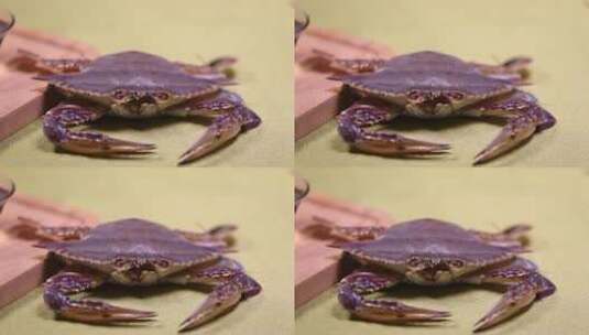 梭子蟹海蟹螃蟹 (17)高清在线视频素材下载
