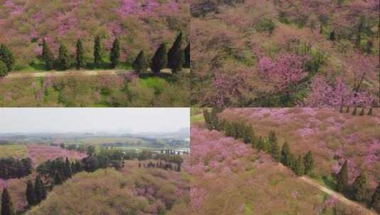 平坝樱花贵安樱花红枫湖樱花4K高清在线视频素材下载