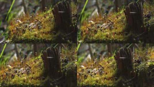 枯木逢春春天森林里的生机细节特写高清在线视频素材下载
