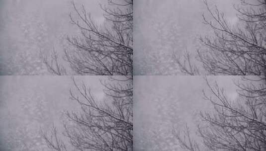 白雪覆盖的树木高清在线视频素材下载