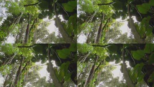 热带雨林的低角度拍摄高清在线视频素材下载