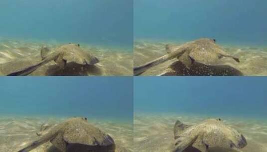水下的钻石黄貂鱼高清在线视频素材下载