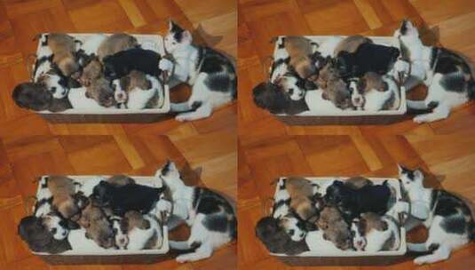 地板上篮子里的小狗和小猫高清在线视频素材下载
