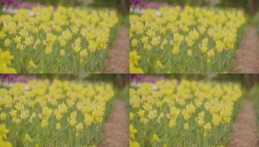黄色郁金香开花高清在线视频素材下载