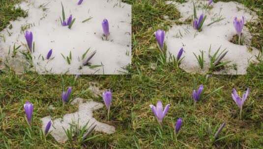  草地上积雪融化的延时高清在线视频素材下载