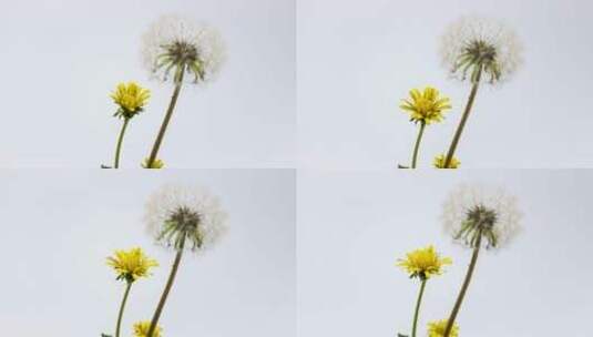 蒲公英黄色的小花朵绽放延时高清在线视频素材下载