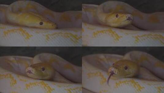 盘在一起的蟒蛇黄金蟒特写舌头蛇皮高清在线视频素材下载