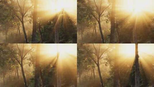 阳光照射在森林里高清在线视频素材下载