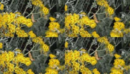蝴蝶栖息在黄花上高清在线视频素材下载