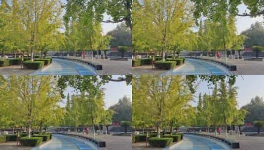 湖南衡阳岳屏银杏广场自然风光 4k视频高清在线视频素材下载