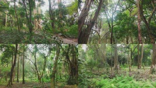 热带雨林森林氧吧植物园热带树木植物高清在线视频素材下载