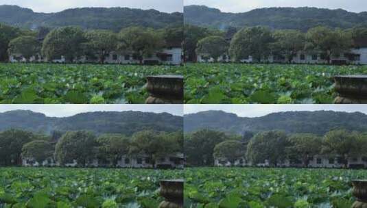 浙江普陀山普济寺禅院建筑实拍视频高清在线视频素材下载