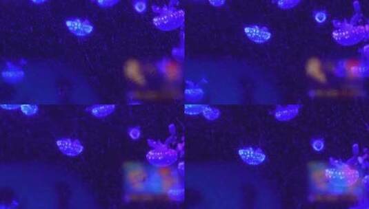 瘤手水母海底世界深海水母高清在线视频素材下载