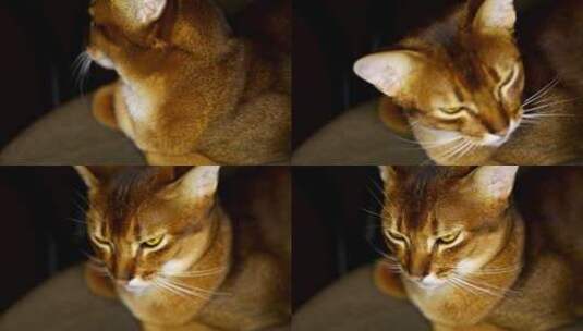 黄眼睛的棕猫高清在线视频素材下载